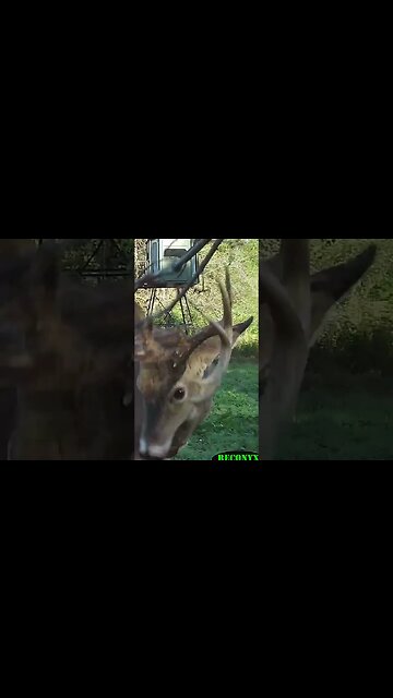 Trail camera catches buck working a licking branch #shorts #deer #deerhunting #biology