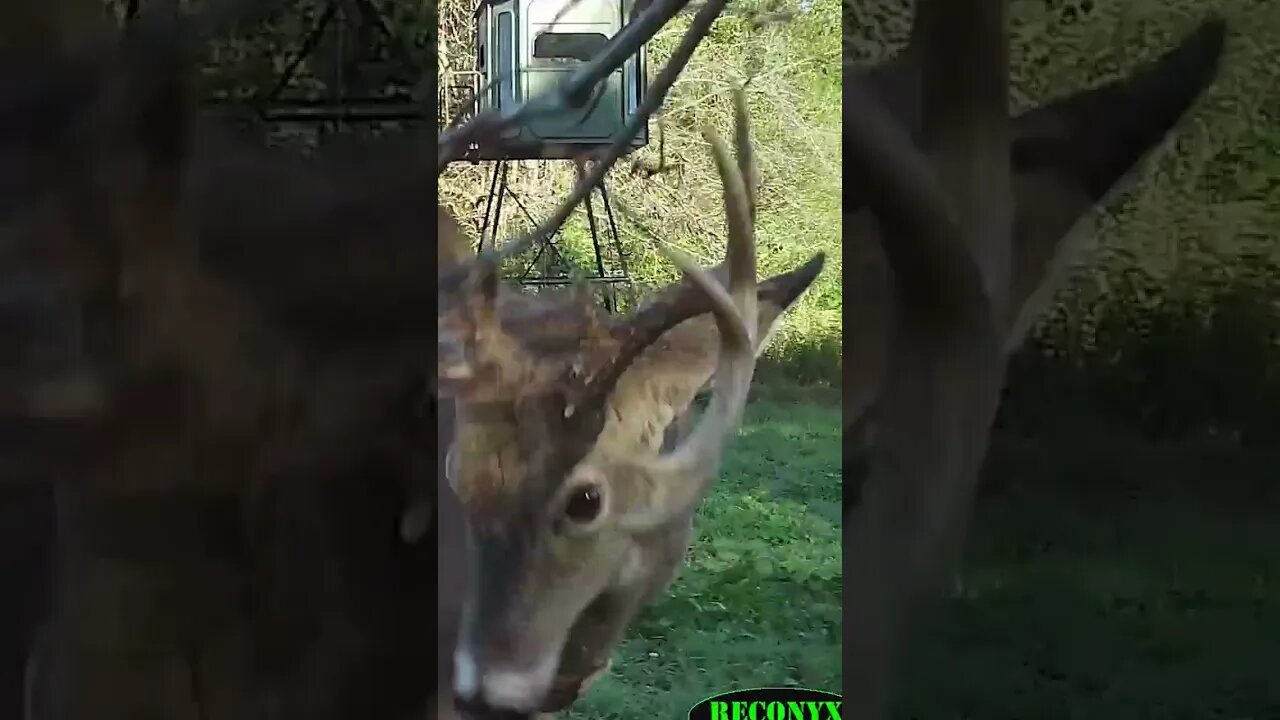 Trail camera catches buck working a licking branch #shorts #deer #deerhunting #biology