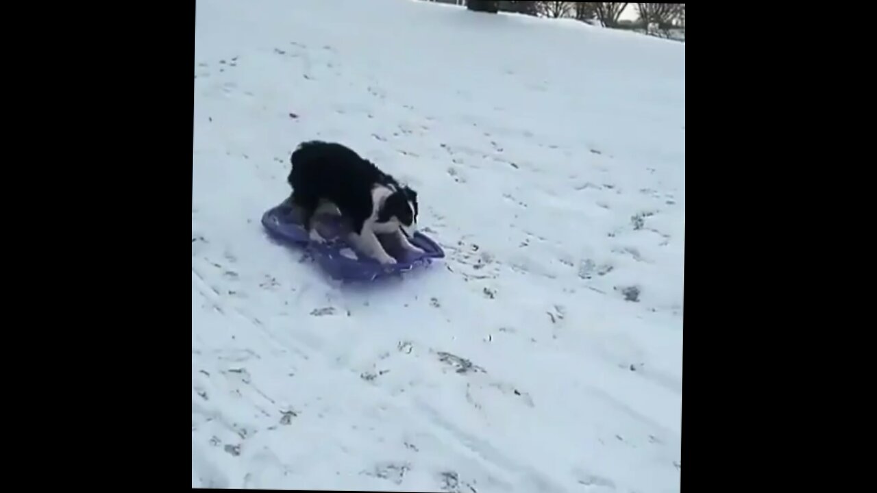 dog pulls toboggan up hill and rides back down.