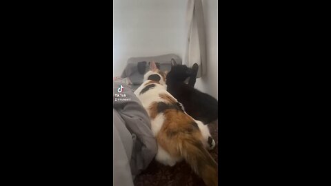 Cat Love
