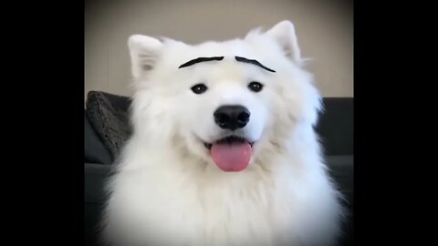 earn online with funny cats dogs love animals video