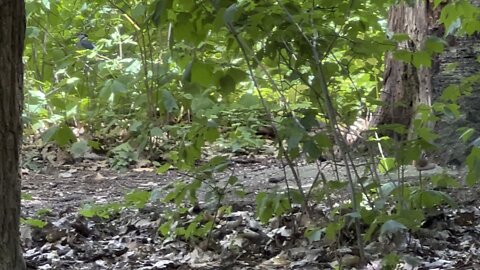 Never seen so many Blue Jays in one spot