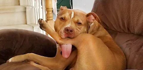 Trust me, You'll LAUGH with the FUNNIEST DOGS of 2021 - FUNNY Cat vs Cat Fight