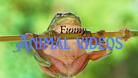 Funny Animal Videos