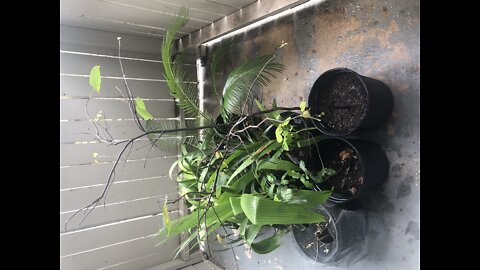 My plant regeneration