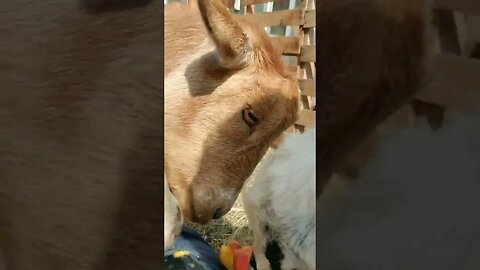 #goats #peaches #snacktime #sunday #homesteading #farm #farmanimals #farmlife #cuteanimals