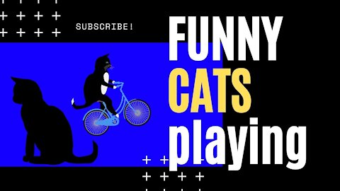 Video with Cats Enjoying, Playing, Relaxing!