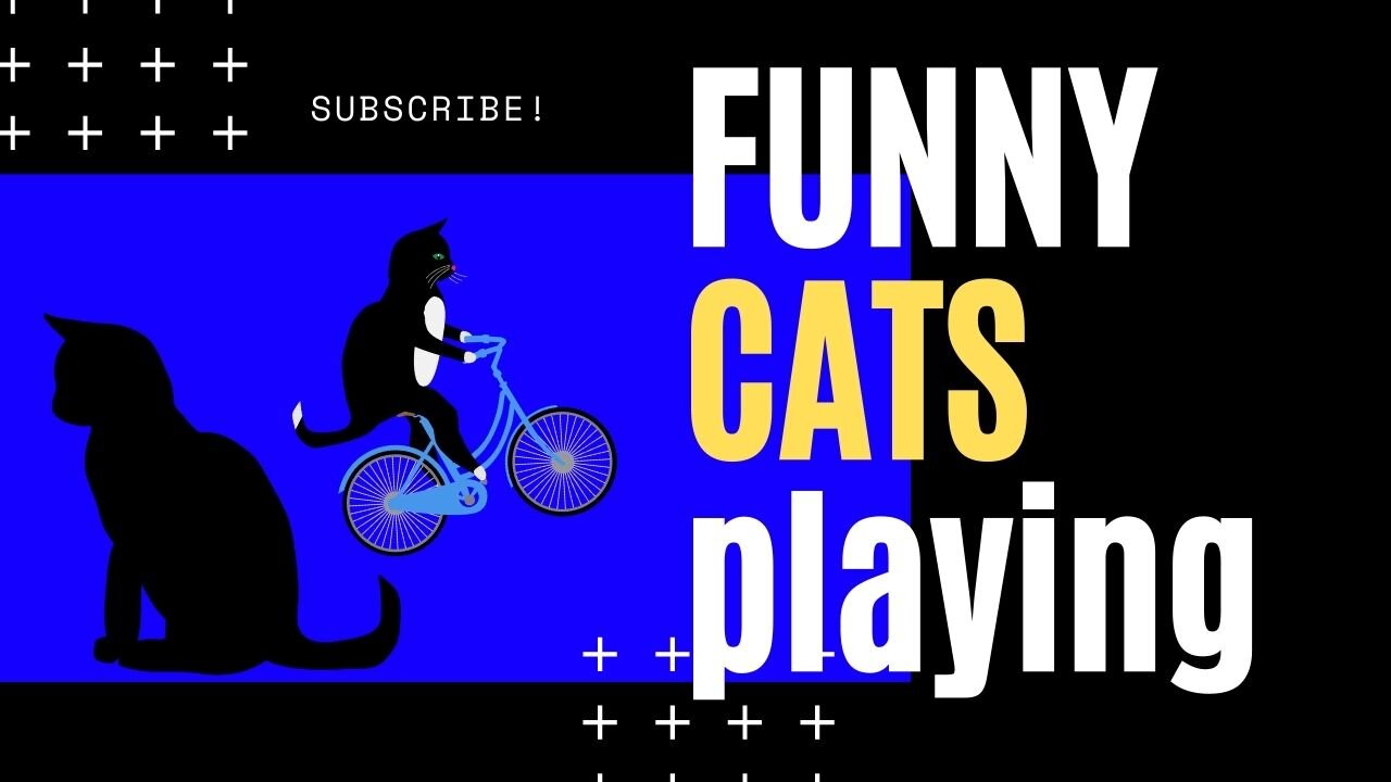 Video with Cats Enjoying, Playing, Relaxing!