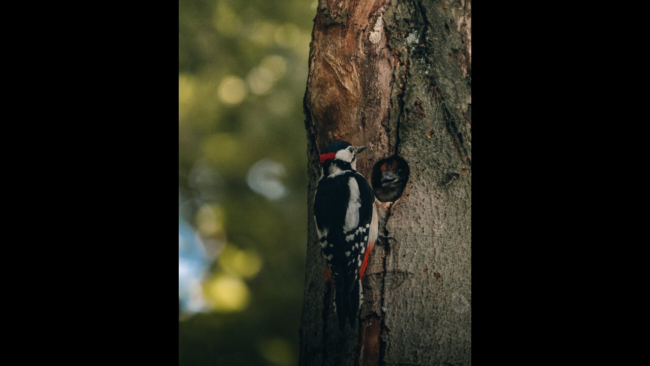 Small woodpecker caught by camera bird feeder