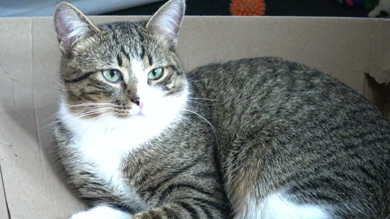 Rudolph, the Attentive Cat