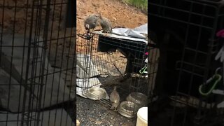 Guinea fowl keets hop back to roost after their first day in the outdoors 8.5 weeks