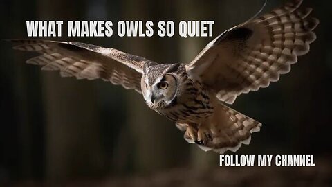 What Makes Owls 🦉 So Quiet And So Deadly?