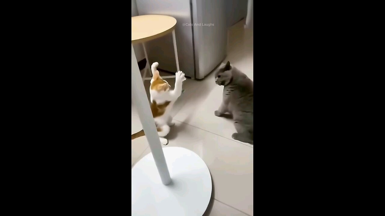 funny cat moments capture by camera 😀 funny cat reaction 😂😂