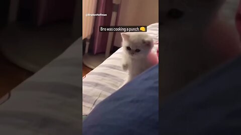 Funny Cat Meme 😂 pt.9 #shorts