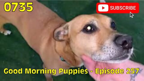 [0735] GOOD MORNING PUPPIES - EPISODE 257 [#dogs #doggos #doggies #puppies #dogdaycare]