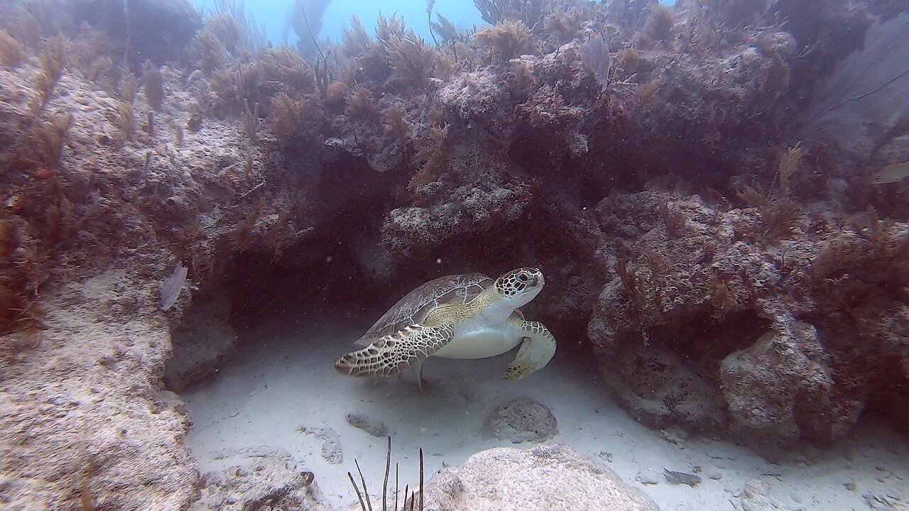 Exploring an Unnamed Reef