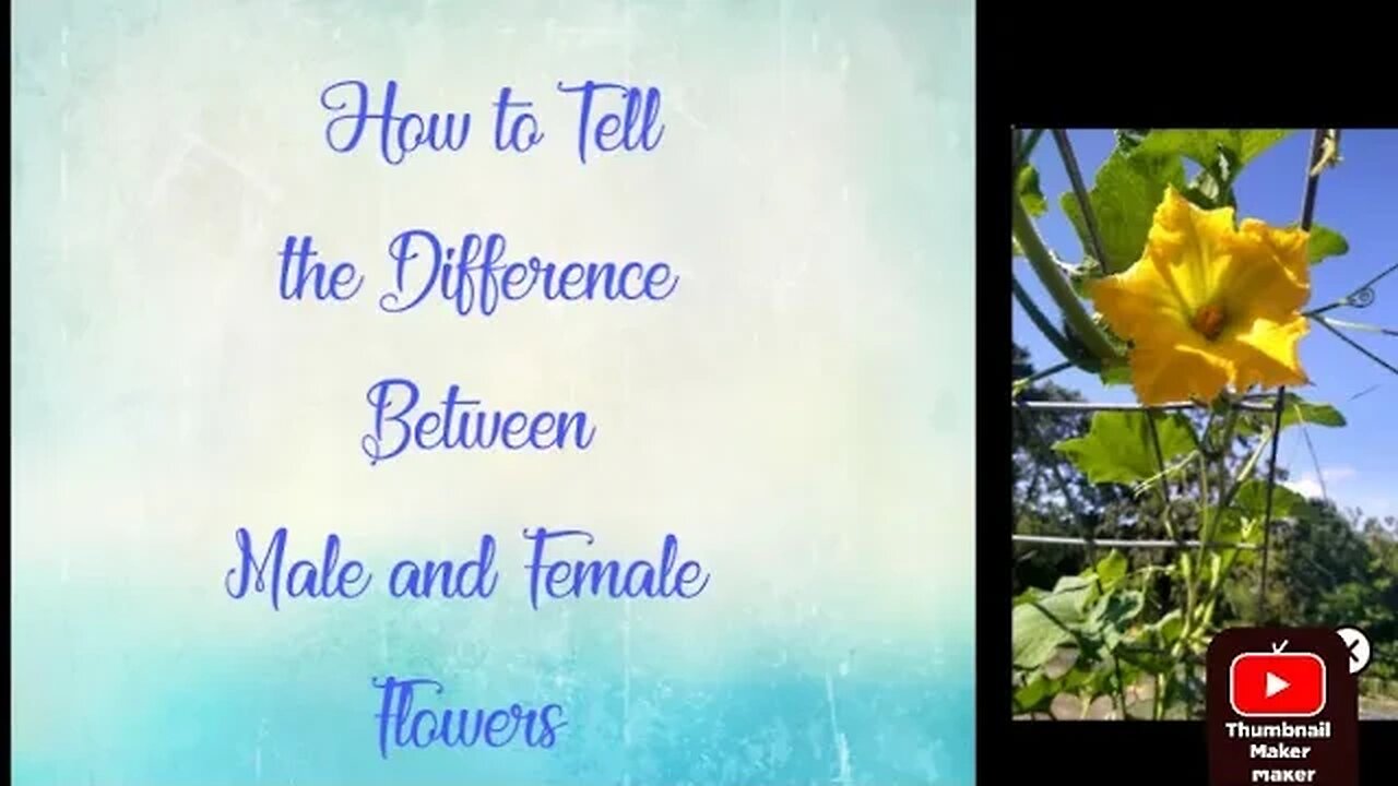 How to Tell the Difference between a Male and Female Flower BEFORE it Blooms