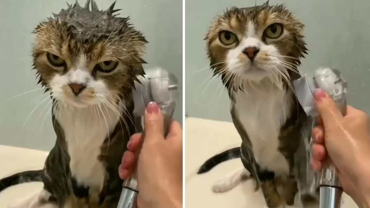 I Don't Like Water 😑😂 | Cute Funny Cat Video