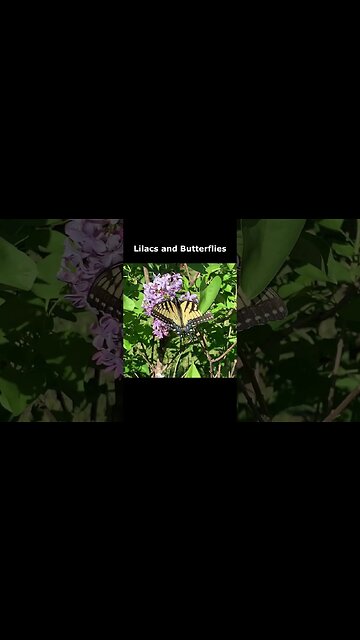 Spring, Lilacs, Butterflies, & Bees