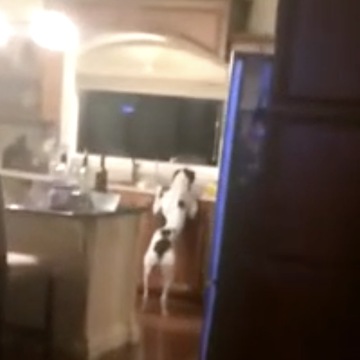 Dog Gets Caught In Act When He Thought Everyone Was Asleep - PRICELESS