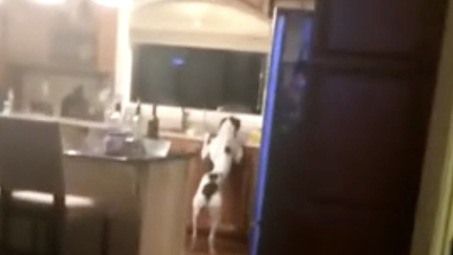 Dog Gets Caught In Act When He Thought Everyone Was Asleep - PRICELESS