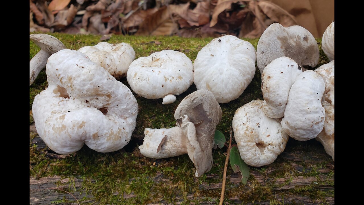 Foraging Shrimp of the Woods on December 2021