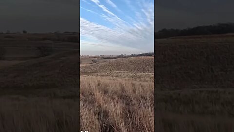Golden Retriever working a Pheasant #pheasanthunting