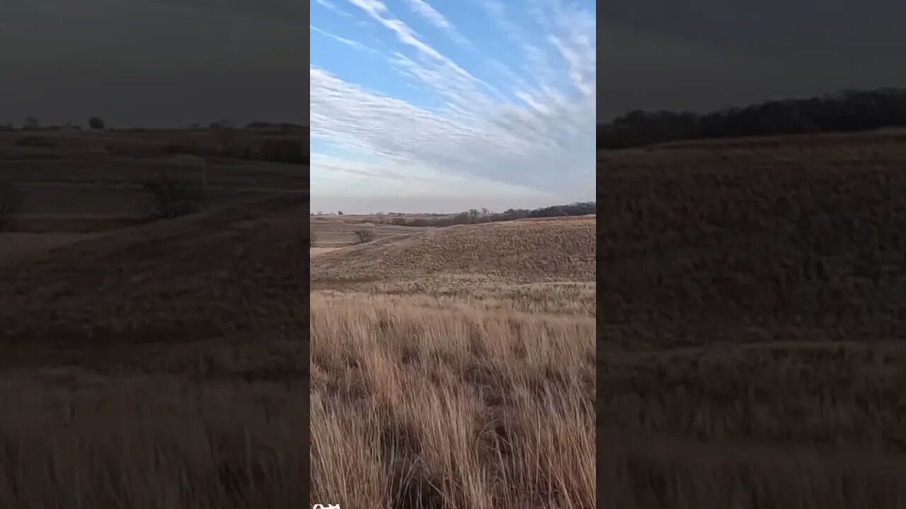 Golden Retriever working a Pheasant #pheasanthunting