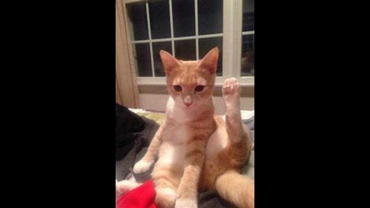 CATS will make you LAUGH YOUR HEAD OFF - Funny CAT compilation