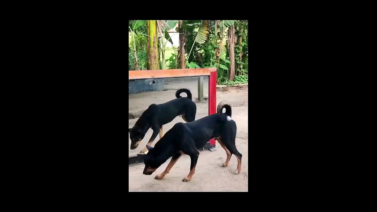 dog mad