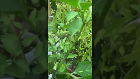 bell peppers 🫑 in my garden #gardening