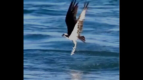 Amazing Eagle Hunting Caught on Camera