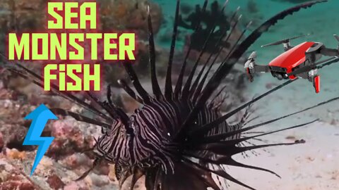 Monster fish