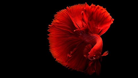 colorful fish