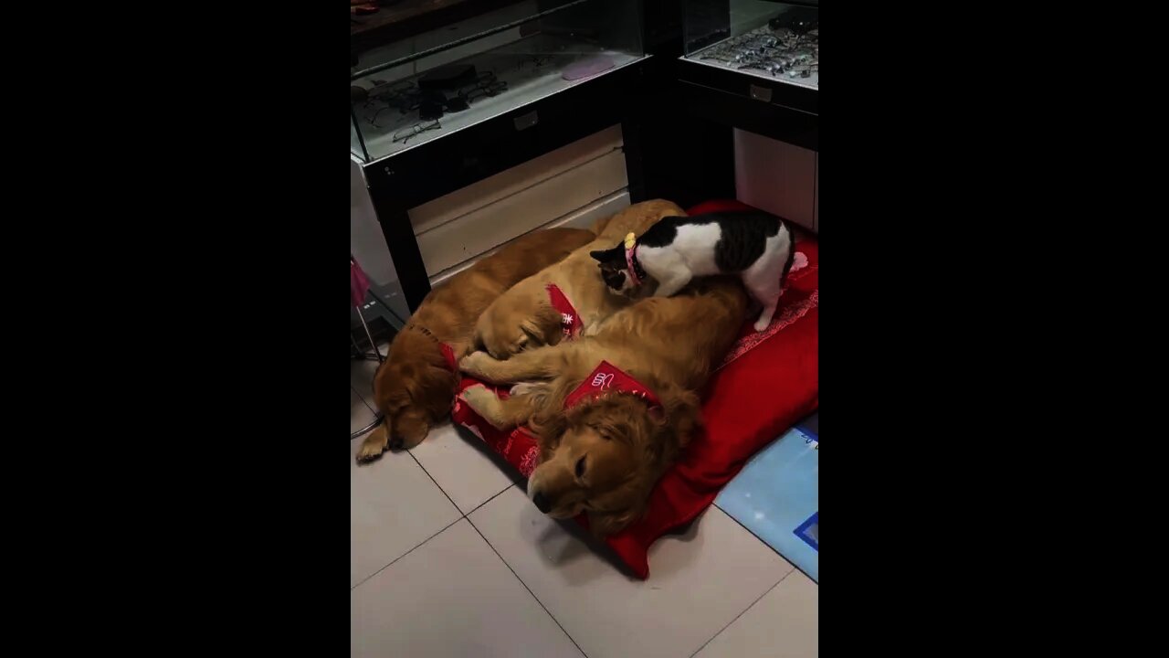 Cute Cat And Dog with Owner Amazing Video #Shorts