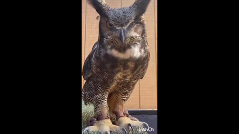 owl sound effect