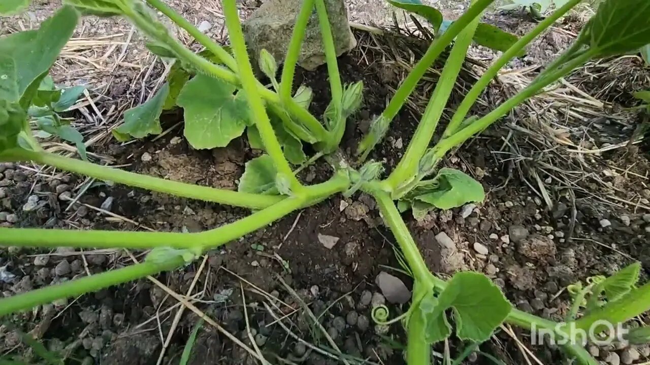 A Quick Update on the Garden! Giant Red Mustard is doing great!