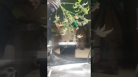blue banner og 1st cut @greenlabdabproductions