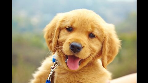 funny brain training for dog