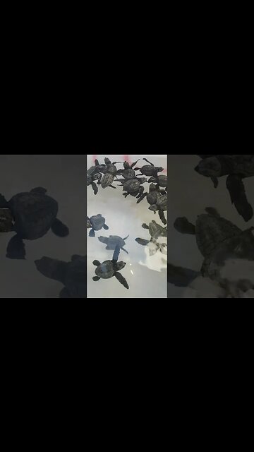 BALI TOP 10 Activities must see #bali #seaturtles #kutabali #toptenbali #baliindonesia #animals