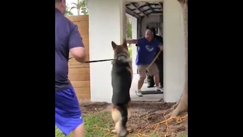 How To Make Dog Become Fully Aggressive With These Simple Tips