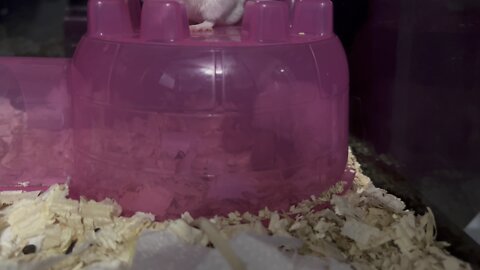 First litter of ASFs
