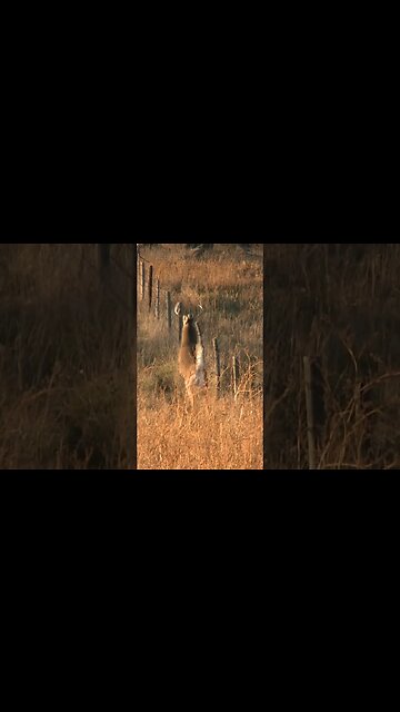 Hunting Whitetail deer in Nebraska || WARNING GRAPHIC #shorts #deer #deerhunting #hunting #archery