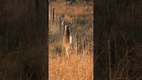Hunting Whitetail deer in Nebraska || WARNING GRAPHIC #shorts #deer #deerhunting #hunting #archery