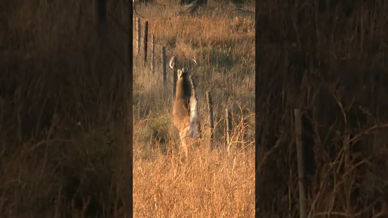 Hunting Whitetail deer in Nebraska || WARNING GRAPHIC #shorts #deer #deerhunting #hunting #archery