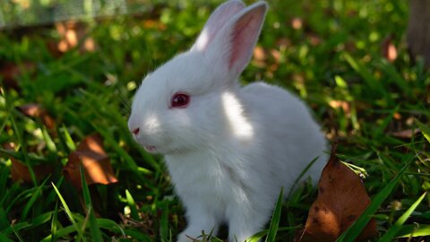 Happy Music For Rabbits