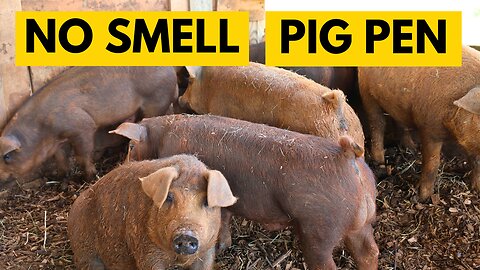 The No Smell Pig Palace | Korean Natural Farming Piggery