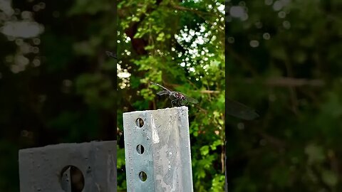 Black Dragonfly