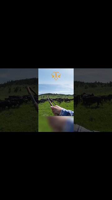 Moving Cows On Dupuyer Montana Mountains 🐮🐮