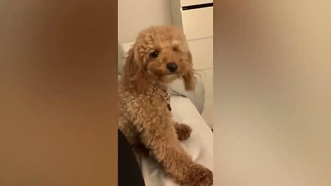 "Hilarious Animal Antics 2023 🤣 - Funniest Cats and Dogs Moments 😺😍"
